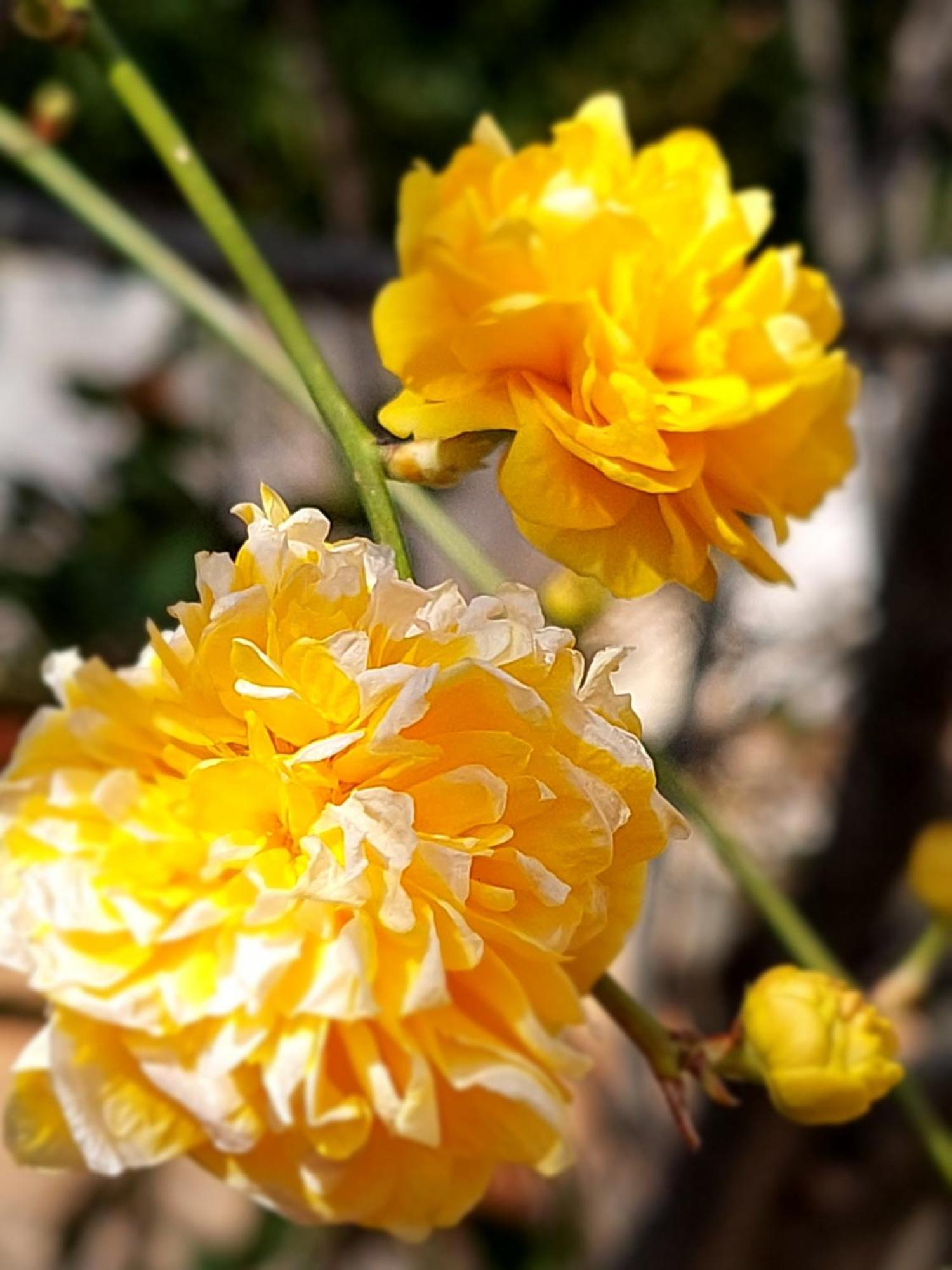 Sunny Side * Malinska
